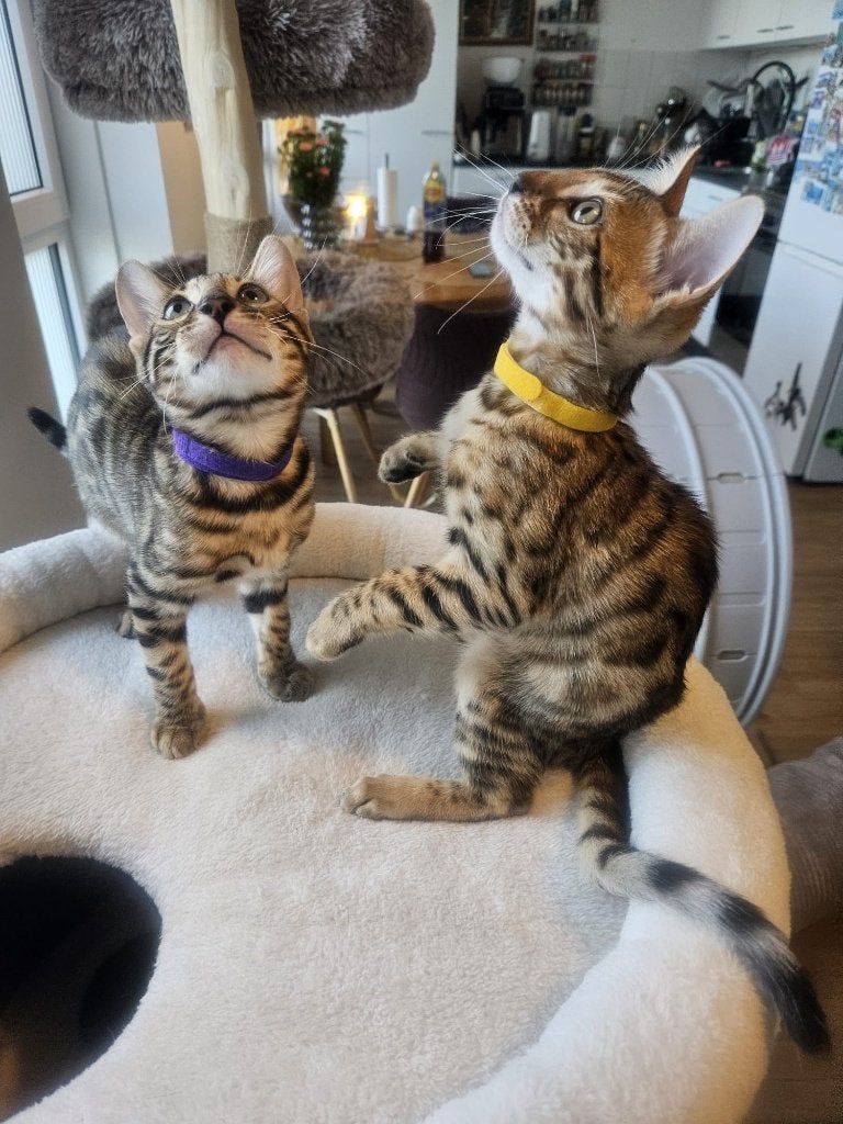 Te koop nog 2 stuks Raszuivere Bengaalse kittens, Meerdere dieren, Met stamboom