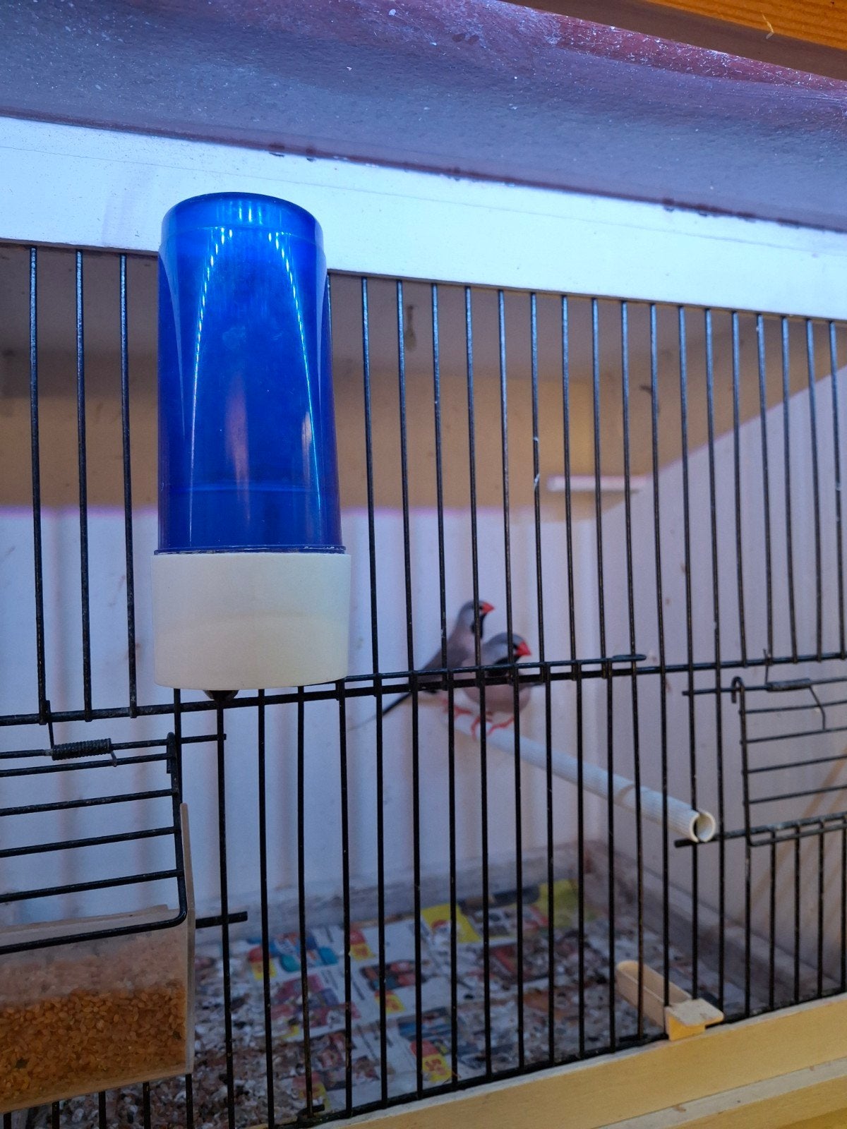spitstaart amadine van mei 2026, Dieren en Toebehoren, Meerdere dieren, Tropenvogel