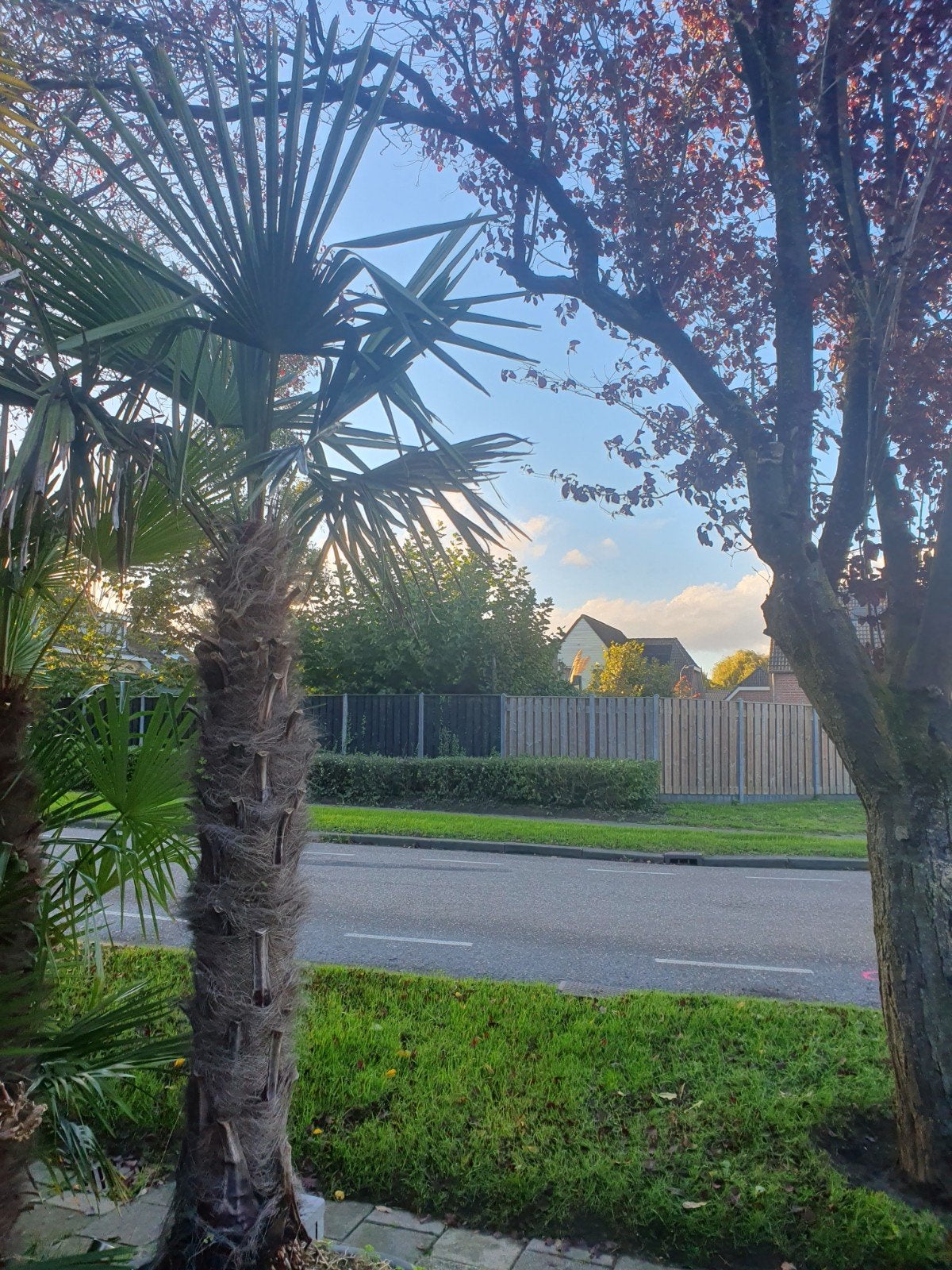 Trachycarpus Fortunei - Winterharde Palmboom, Volle zon, Vaste plant, Bloeit niet, Ophalen