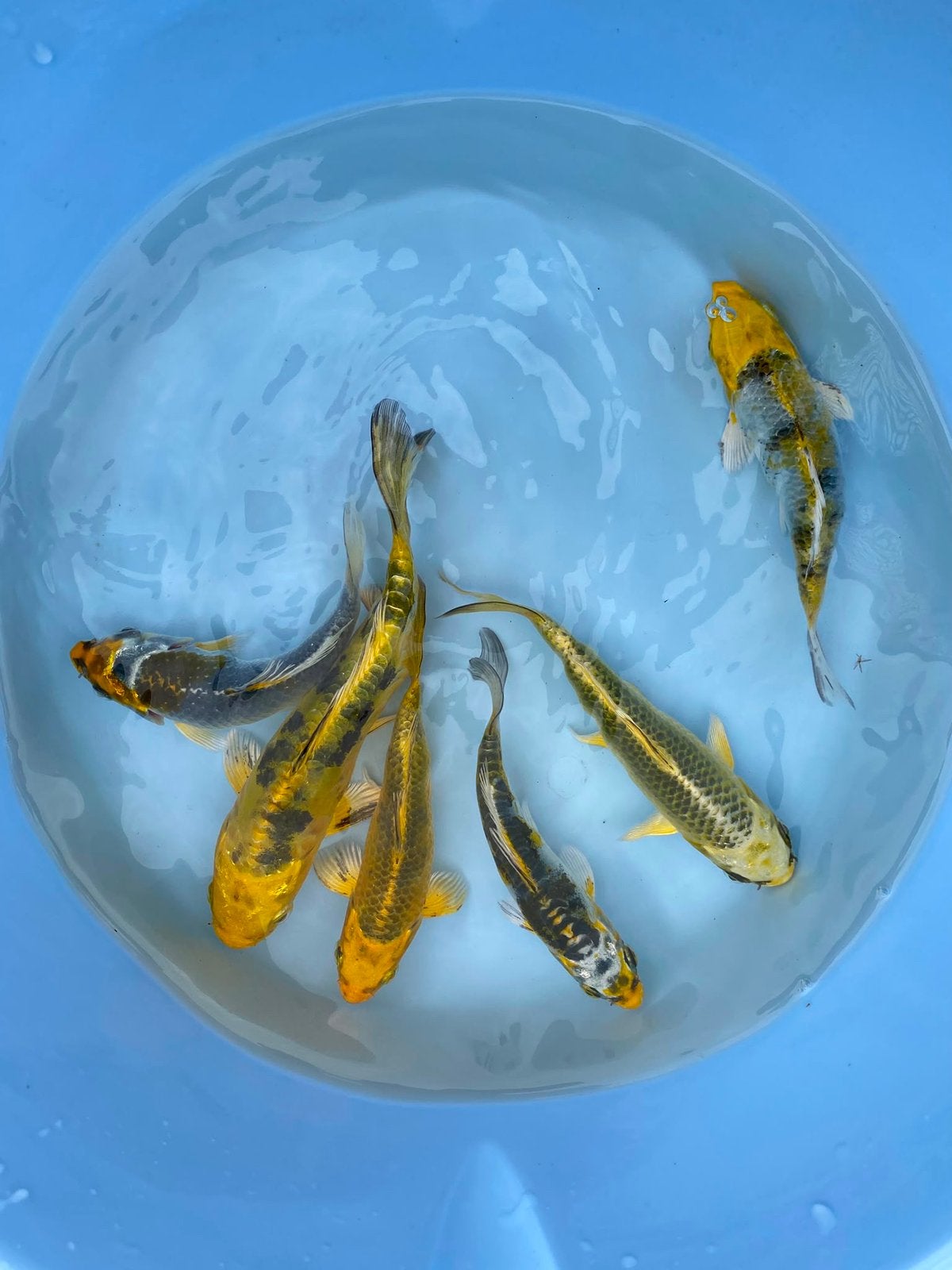 Koi karper 6 voor 45 euro, Dieren en Toebehoren, Karper of Koi