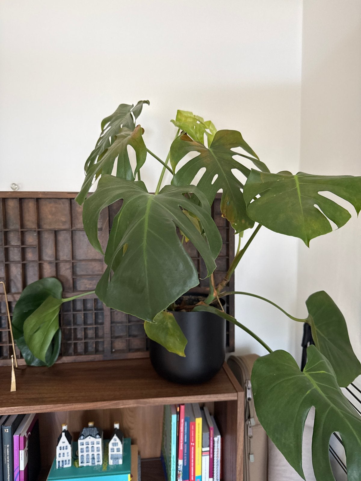 Gratis Monstera plant (exclusief pot), Huis en Inrichting, Ophalen, 100 tot 150 cm, Overige soorten, Halfschaduw
