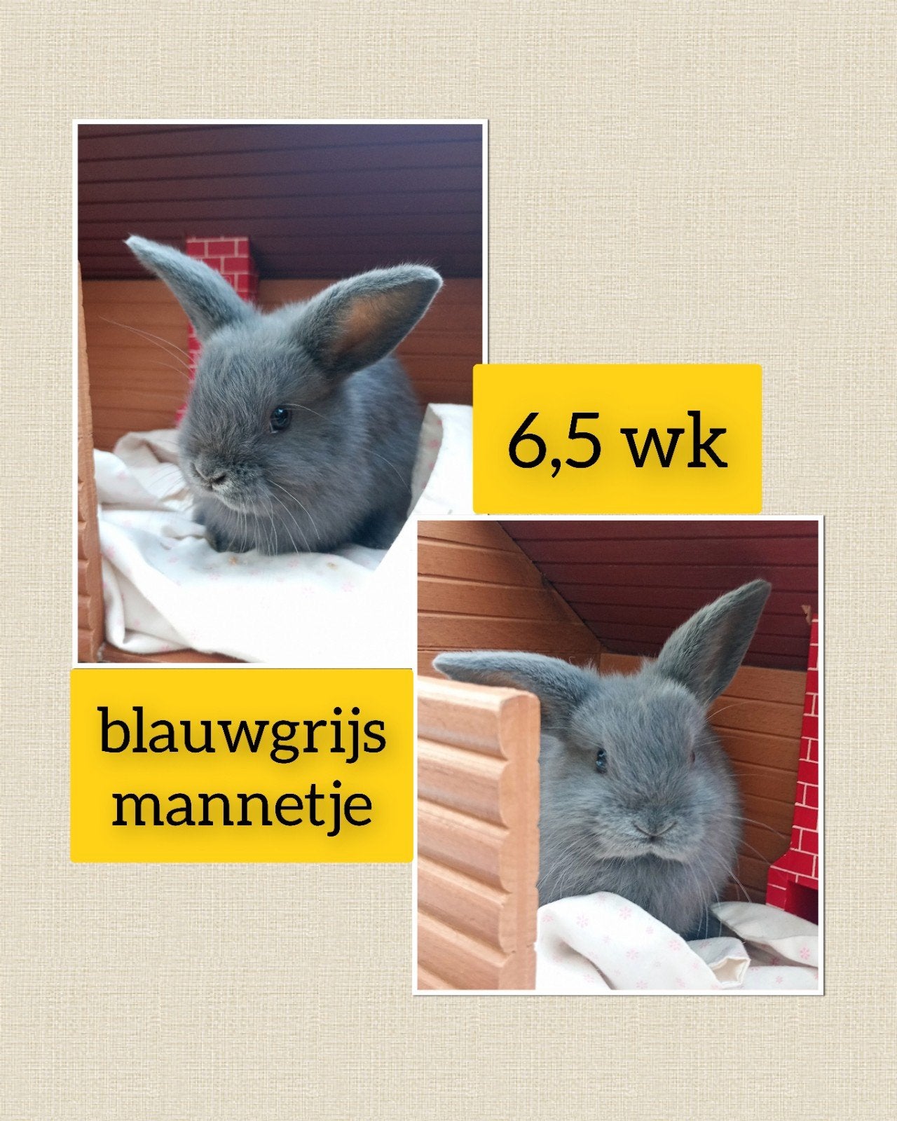 Prachtig blauwgrijs mannetje lief, tam en zindelijk!!!, Dieren en Toebehoren, Mannelijk, Dwerg, Hangoor