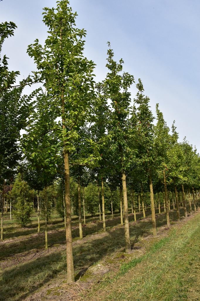 Magnolia kobus 20/25, Ophalen, Halfschaduw, Overige soorten, Lente