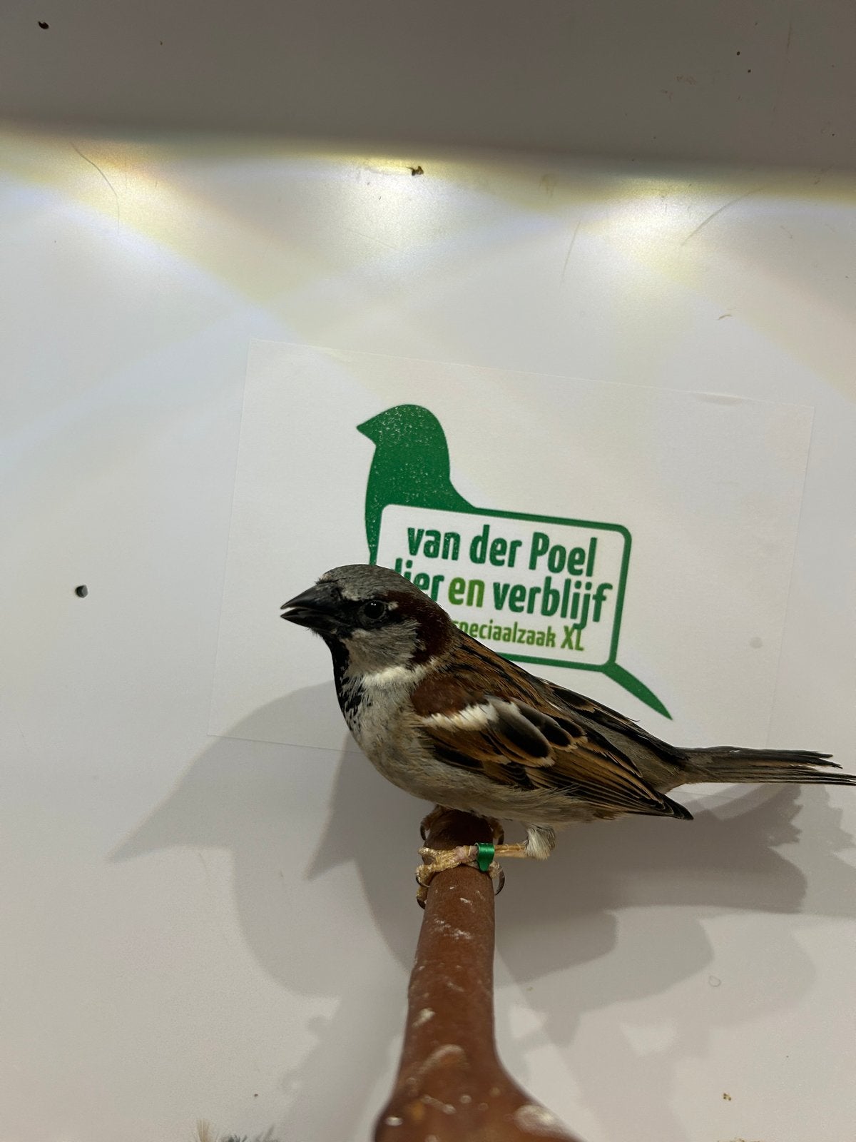 Huismussen, Dieren en Toebehoren, Vogels | Overige Vogels, Meerdere dieren, Wildzangvogel, Geringd