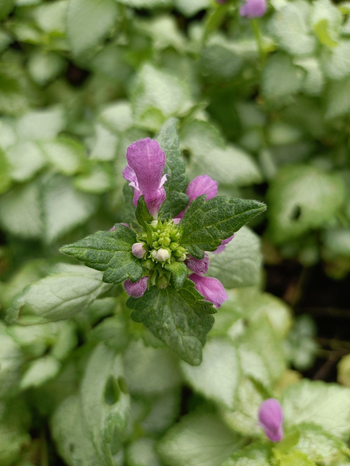 Lamium mac. 'Beacon Silver' - Dovenetel P9 (580 op voorraad), Ophalen of Verzenden, Vaste plant
