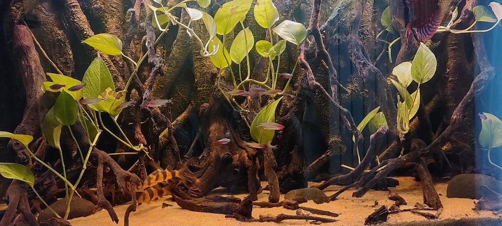 Mooi aquarium met inhoud en toebehoren te koop., Dieren en Toebehoren, Ophalen, Zo goed als nieuw, Gevuld zoetwateraquarium