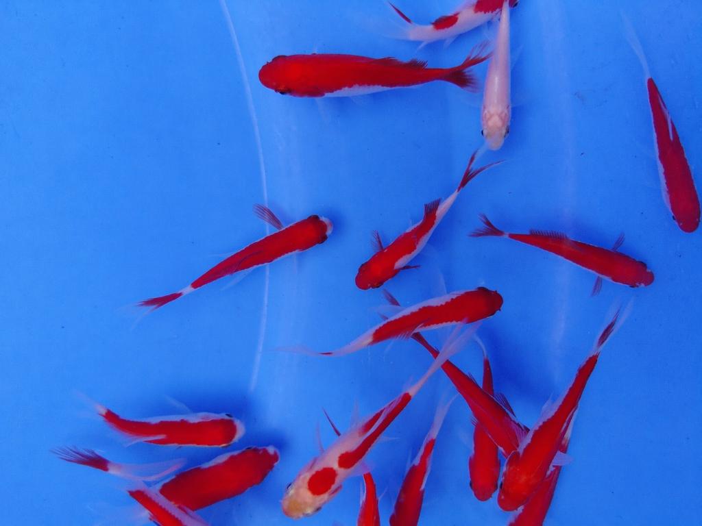 Sarasa goudvissen (4–6 cm), Dieren en Toebehoren, Vissen | Vijvervissen, Karper of Koi
