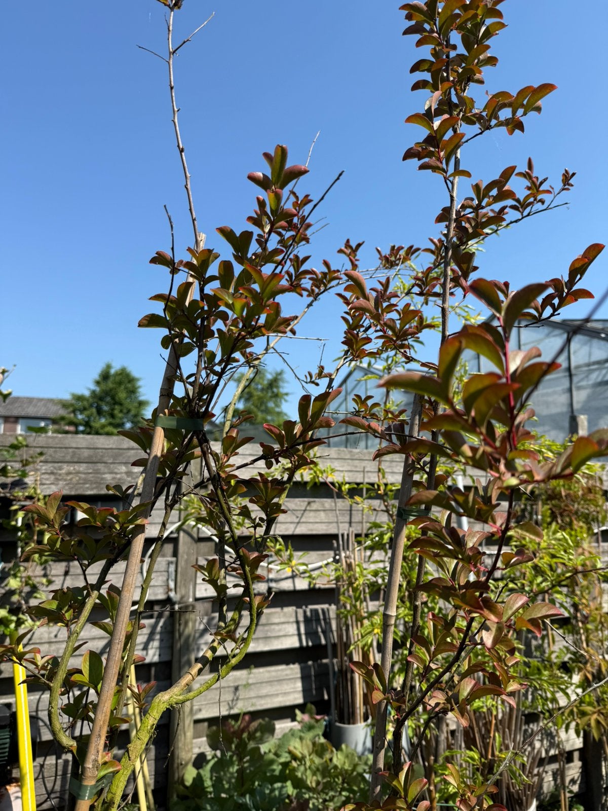 Lagerstroemia kleur roze potgekweekt boomvorm 175/200 +19,95, Volle zon, Vaste plant, Zomer, Ophalen