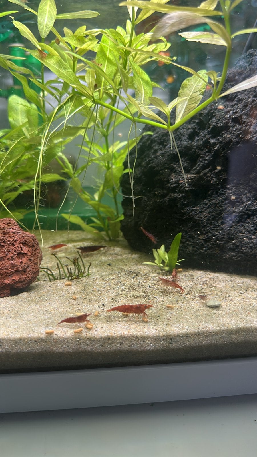 Neocaridina Davidi Sakura Red garnalen, Dieren en Toebehoren, Kreeft, Krab of Garnaal, Zoetwatervis