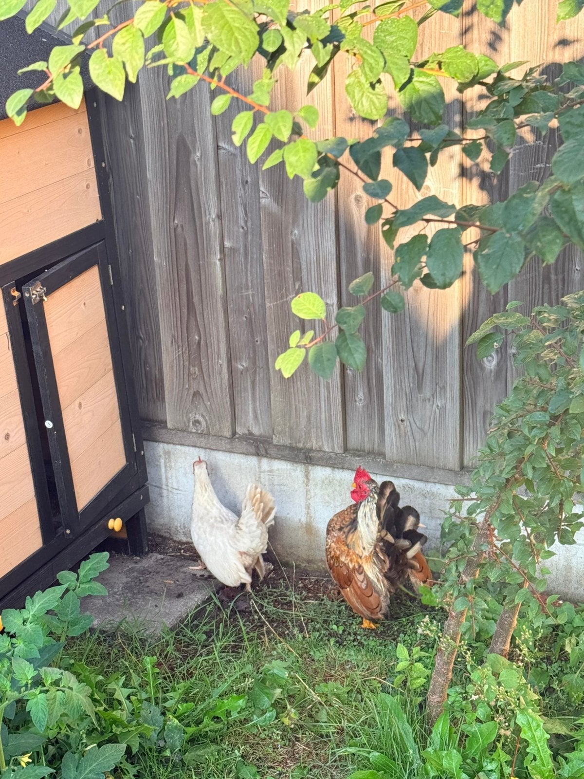 Te koop mooie serama kippen, Dieren en Toebehoren, Meerdere dieren, Kip