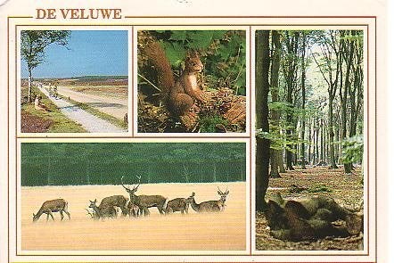 Ansichtkaart 	Veluwe	4-luik	Edelhert, Verzenden, 1980 tot heden, Gelopen, Gelderland