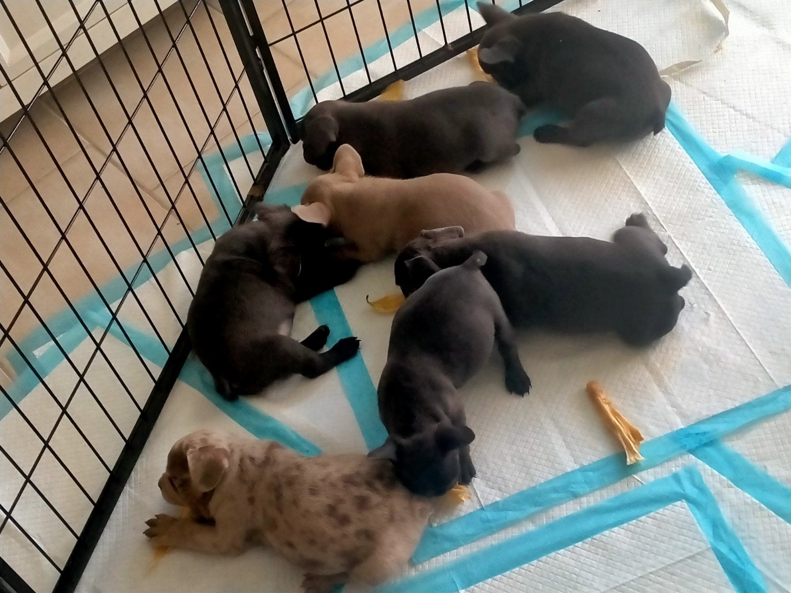 Franse bulldog pups, Dieren en Toebehoren, 8 tot 15 weken, Bulldog, Meerdere, Meerdere dieren
