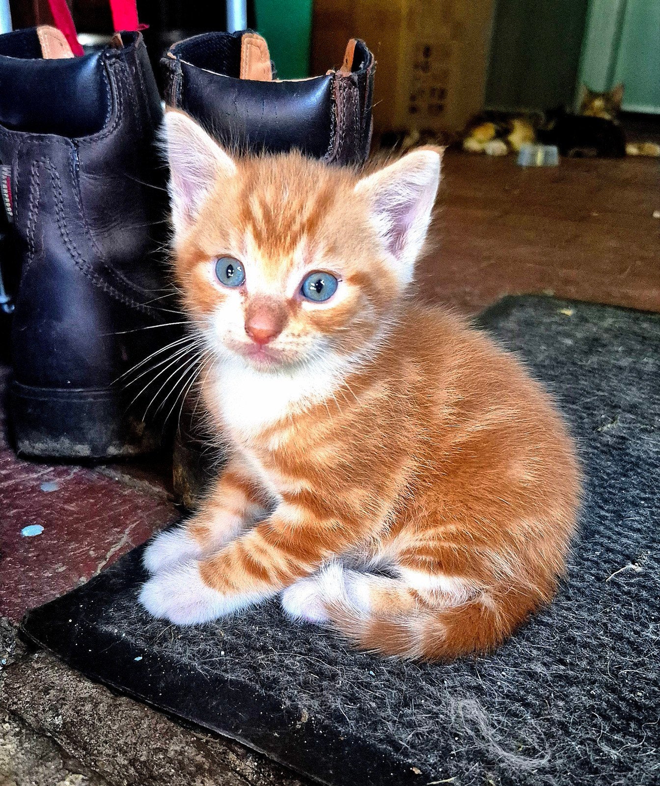 Kittens