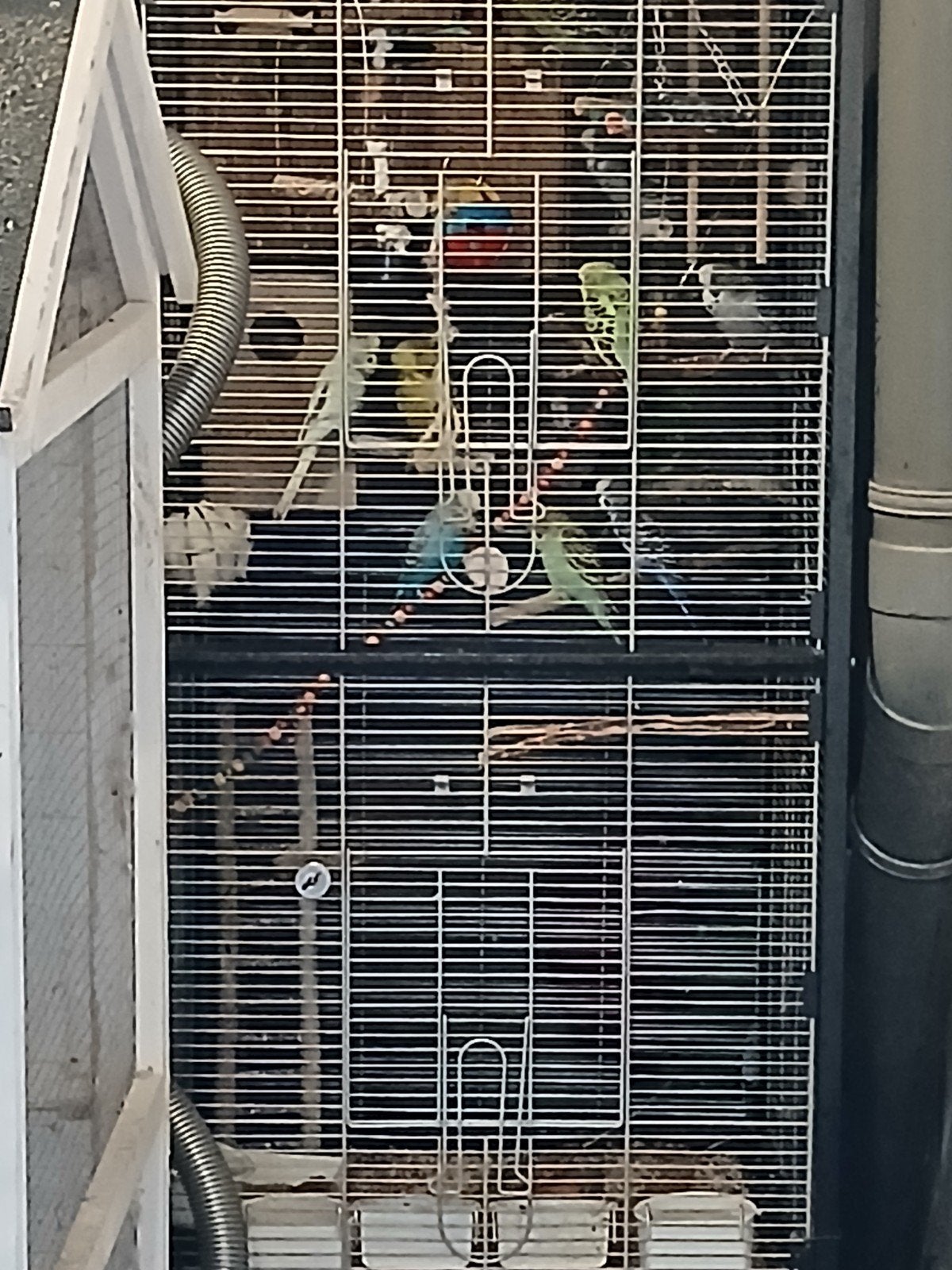 Te koop: 15 grasparkieten + 1 mannelijke roodrugparkiet, Ophalen of Verzenden, Hout, Overige typen