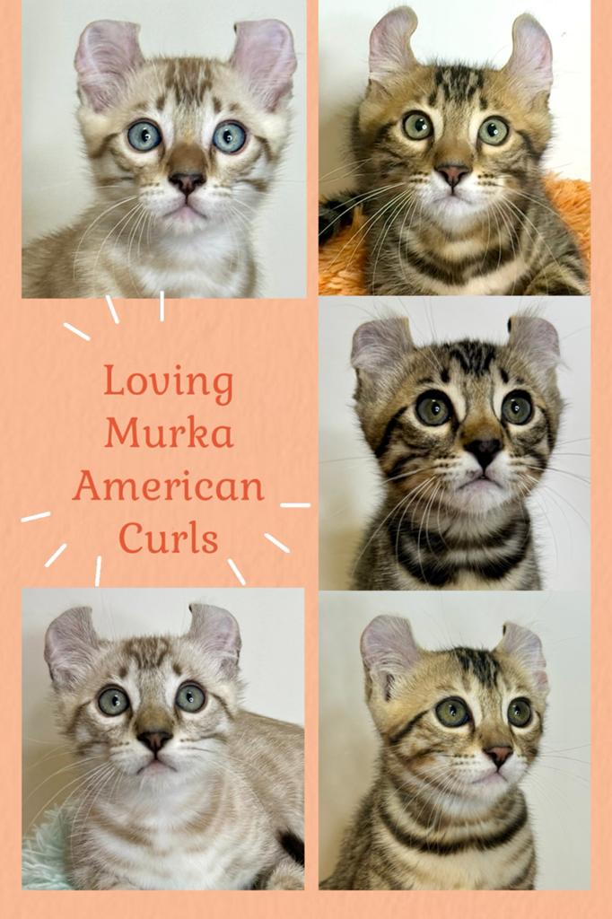 Fantastische american curl kittens | lief | gezond, Meerdere dieren, Kortharig, 0 tot 2 jaar