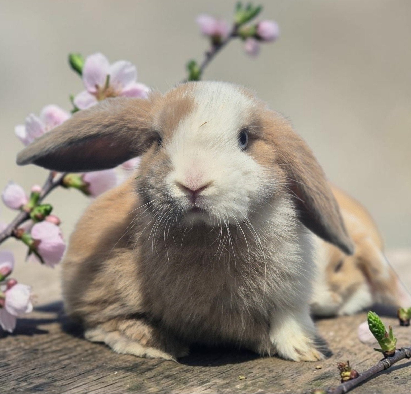 Engelse mini lop hangoordwerg gevaccineerd!, Dieren en Toebehoren, Konijnen, Meerdere dieren, Dwerg, Hangoor, 0 tot 2 jaar