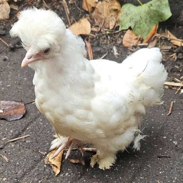 USA zijdehoender choco gladveer hennetje, Dieren en Toebehoren, Vrouwelijk, Kip