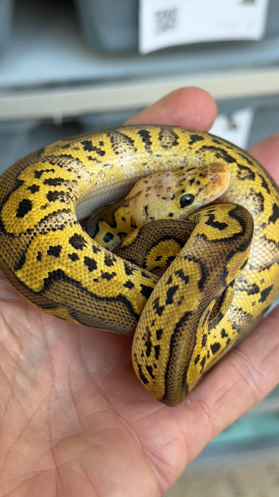 Pastel clowns nakweek 2026 mannen en vrouwen Ball Python Ball Python photo 4