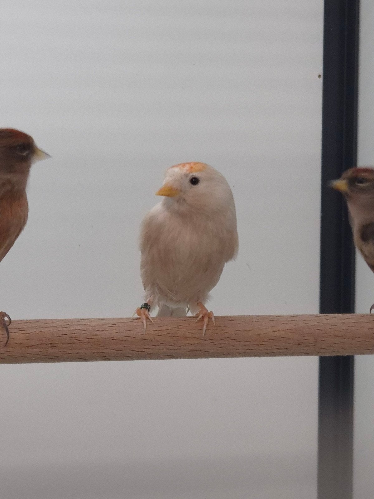 6-2 Kleine barmsijsen, Dieren en Toebehoren, Meerdere dieren, Wildzangvogel, Geringd