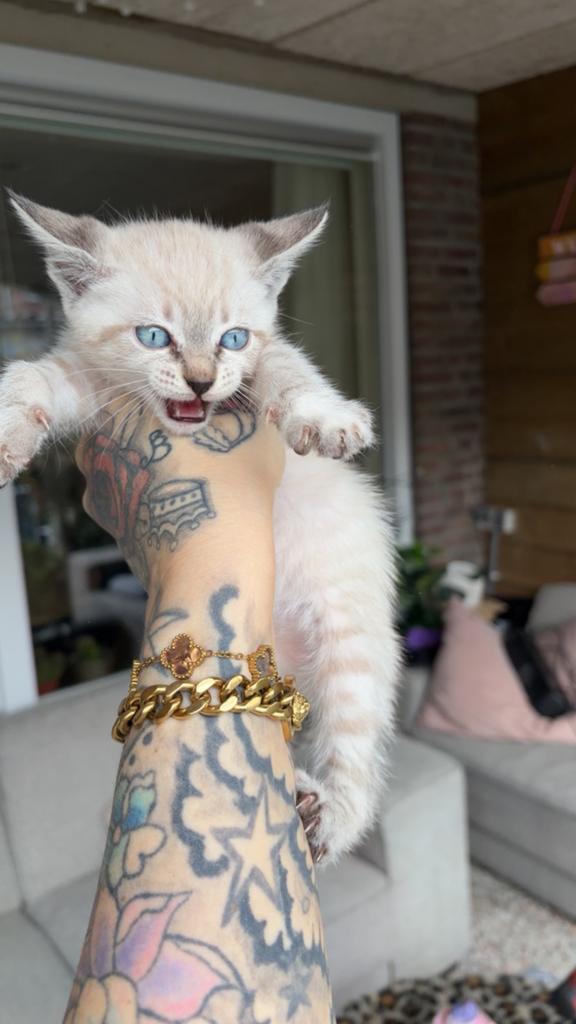 Sneeuw bengaaltje, Dieren en Toebehoren, Poes