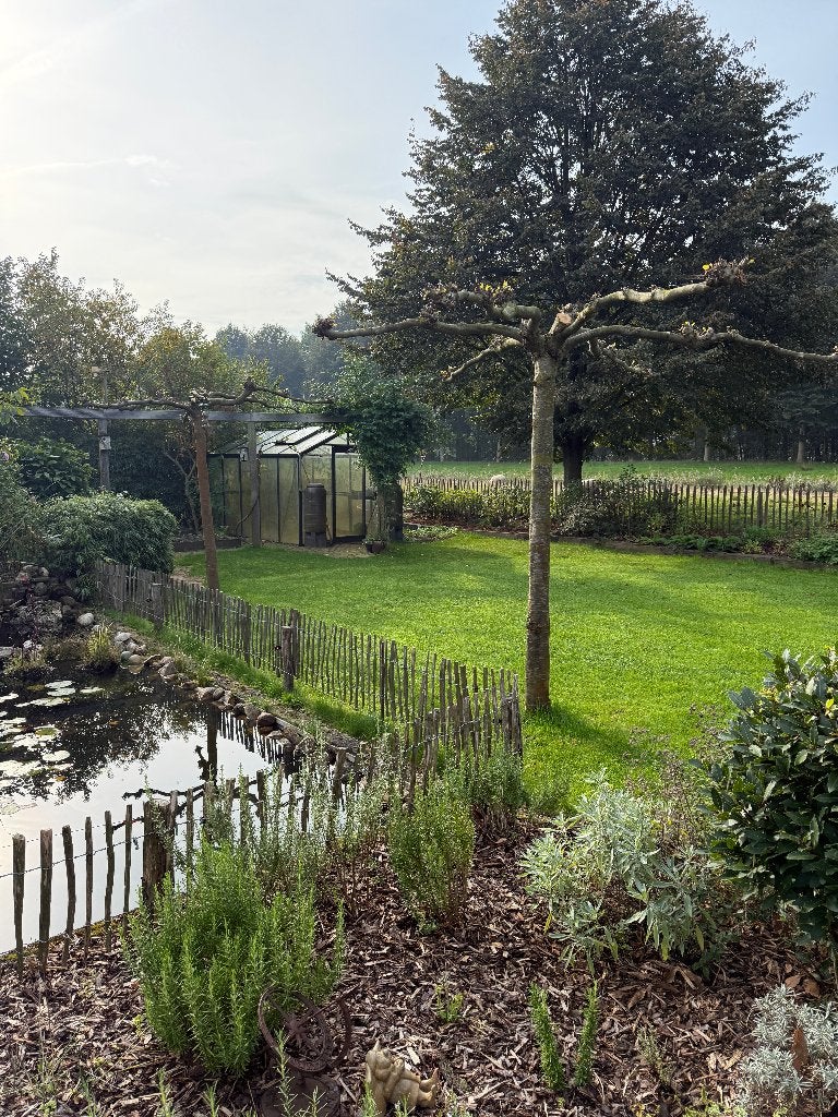 2 dakplatanen van 10 jaar oud, Bloeit niet, 100 tot 250 cm, Dakboom, Ophalen