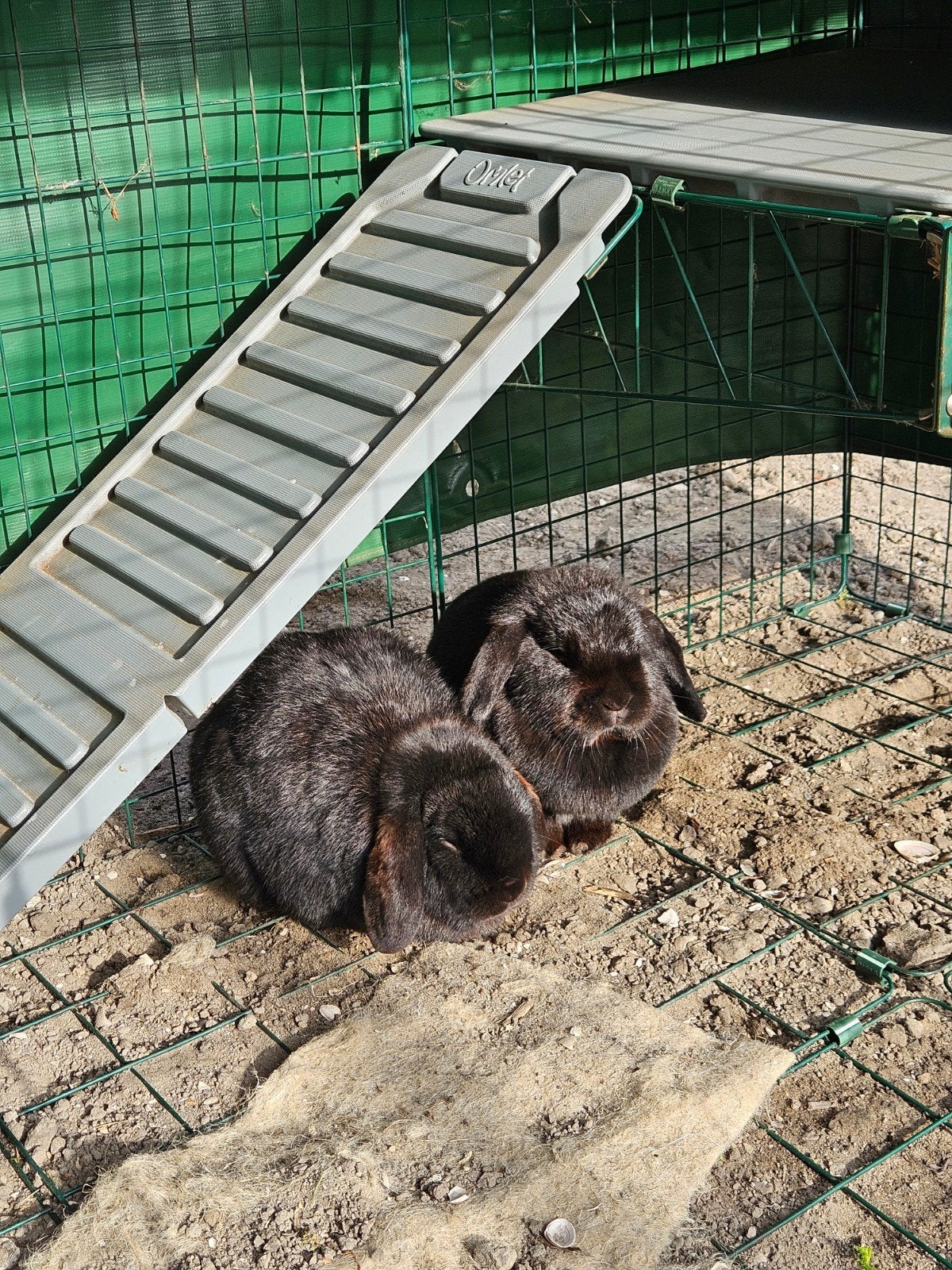 Twee lieve konijntjes, Dieren en Toebehoren, Januari, Meerdere dieren
