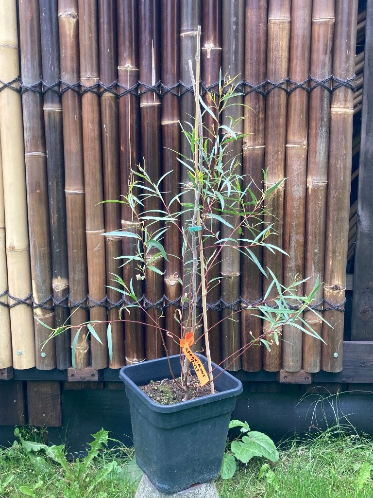 Eucalyptus approximans, Overige soorten, Zomer, 400 cm of meer, Ophalen