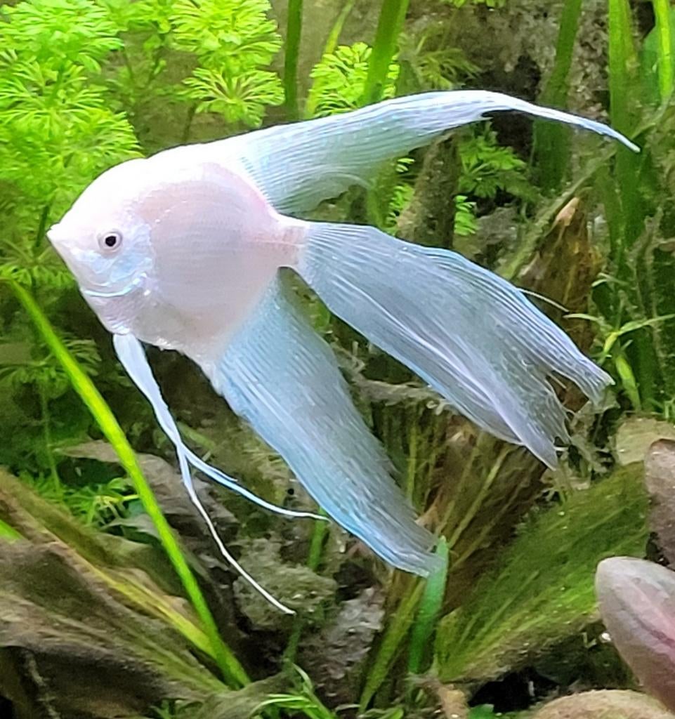 Platinum Diamond Lyretail Angelfish