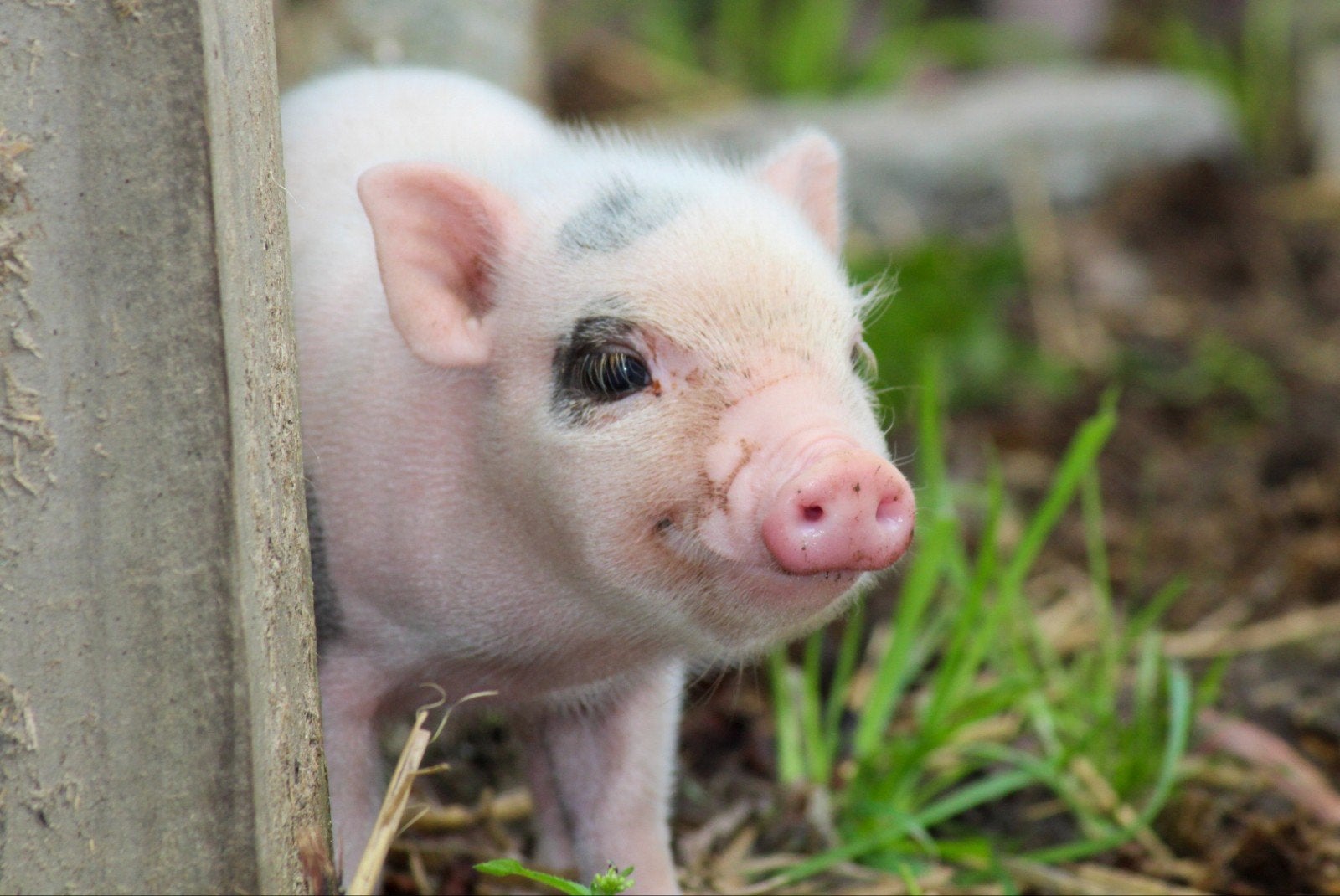 mini-micro varkens, Meerdere dieren, Varken, 0 tot 2 jaar