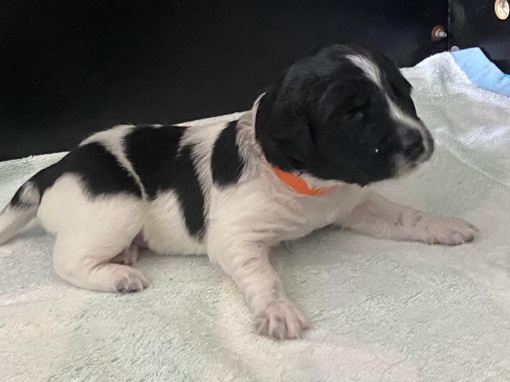 Friese Stabij pups nog teefjes beschikbaar, Parvo, 8 tot 15 weken, Meerdere, Meerdere dieren