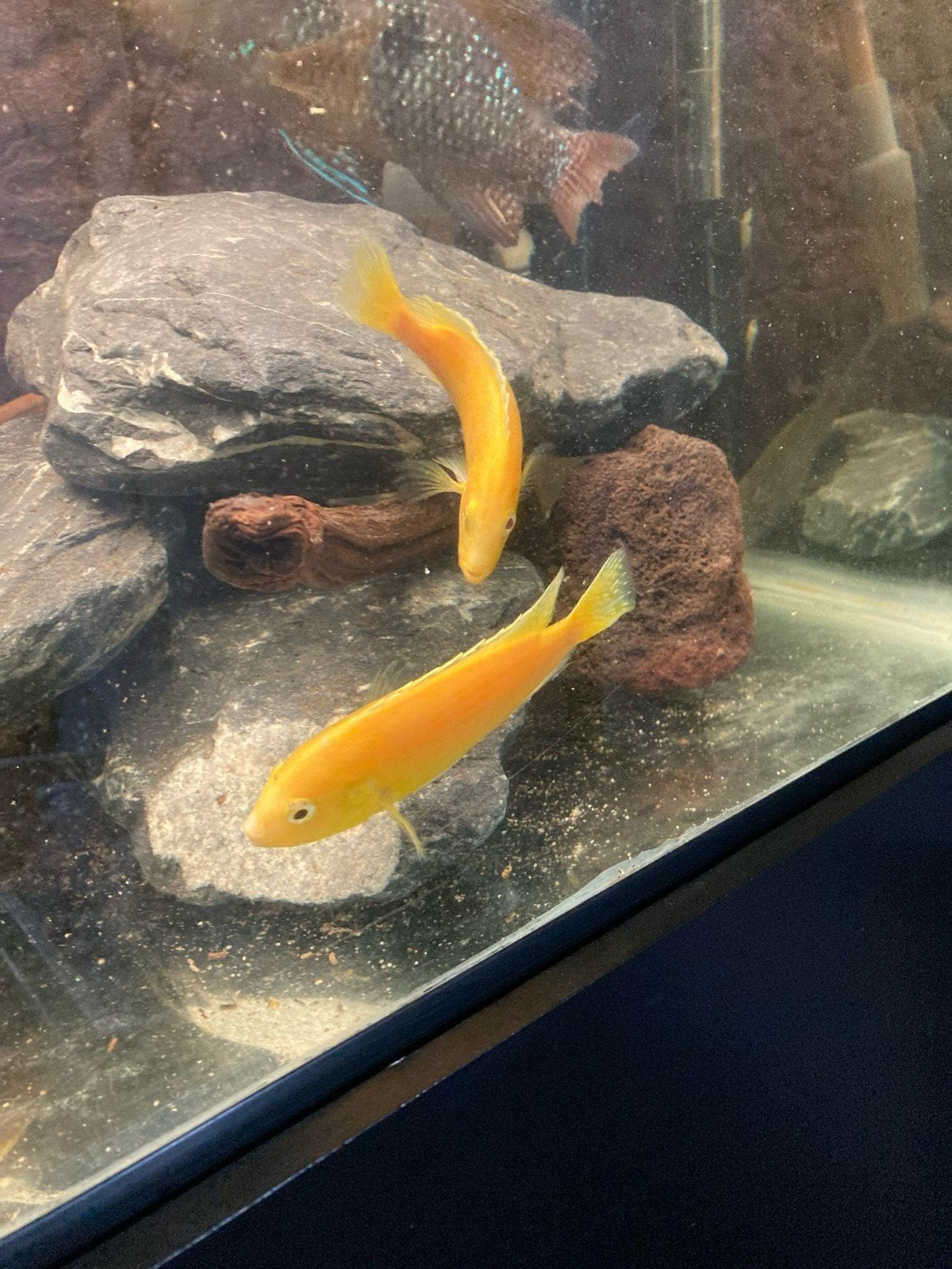 Cichliden vissen, Dieren en Toebehoren, Vissen | Aquariumvissen, Vis, Zoetwatervis