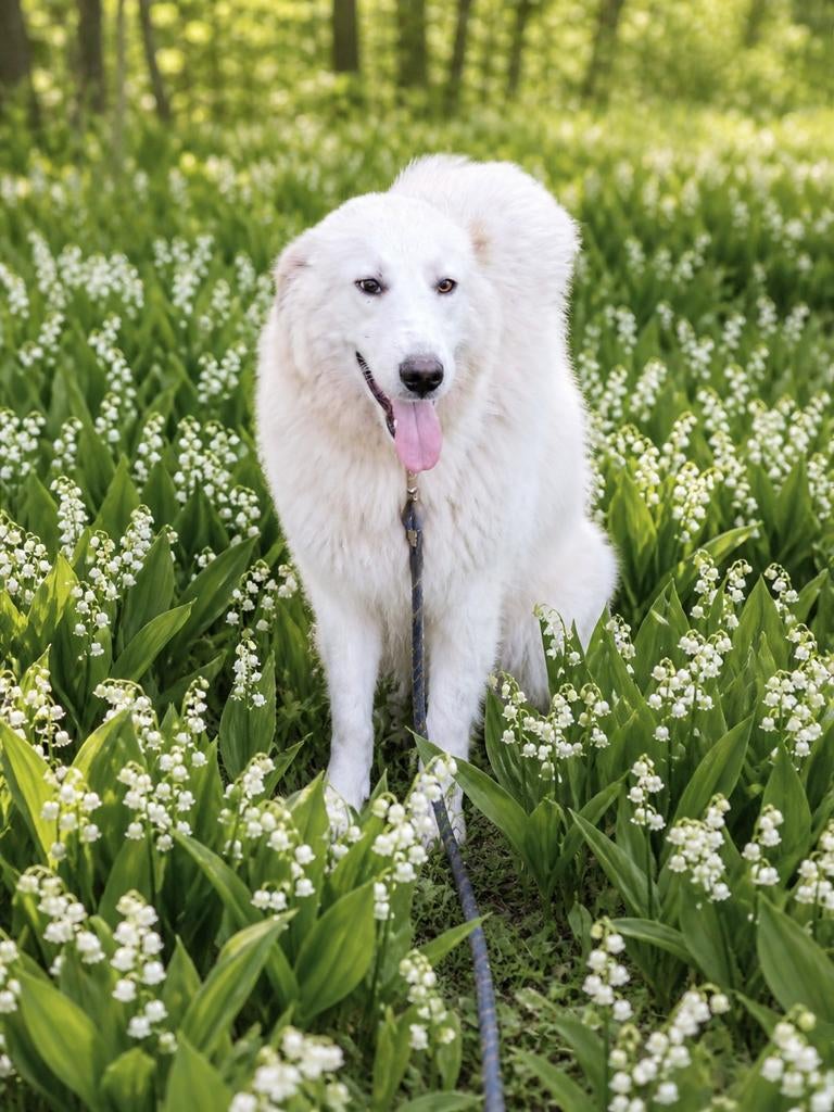 Italiaanse lieverds zoeken baasje zitten in opvang te belgie, Dieren en Toebehoren, Honden | Niet-rashonden, Particulier, 15 weken tot 1 jaar