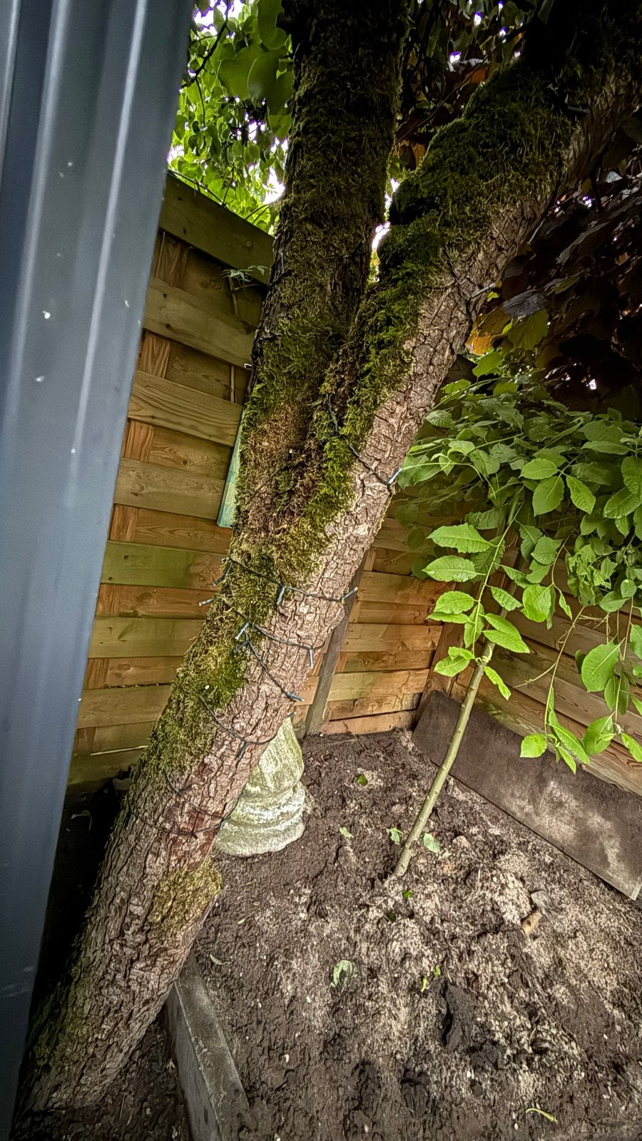 Perenboom voor hout, Tuin en Terras, Haardhout, Minder dan 3 m³, Ophalen
