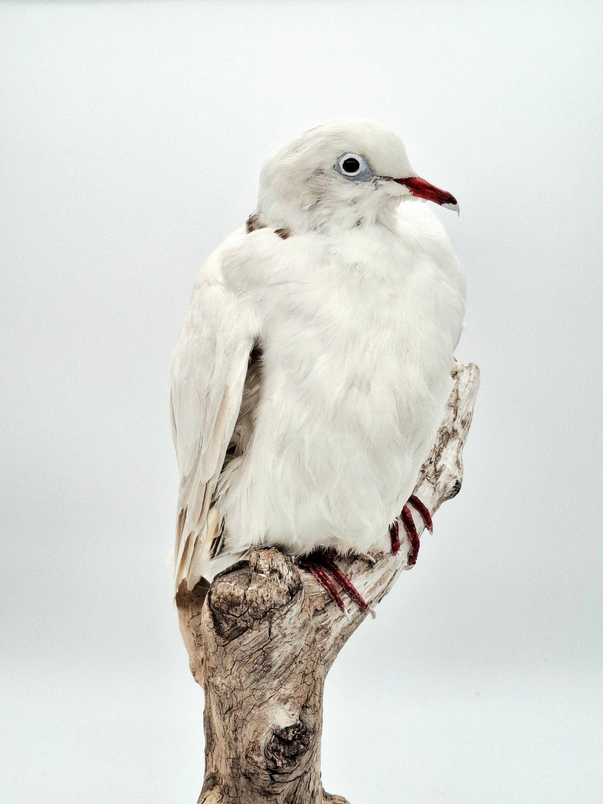 Opgezette witte duif, Ophalen of Verzenden, Vogel, Opgezet dier