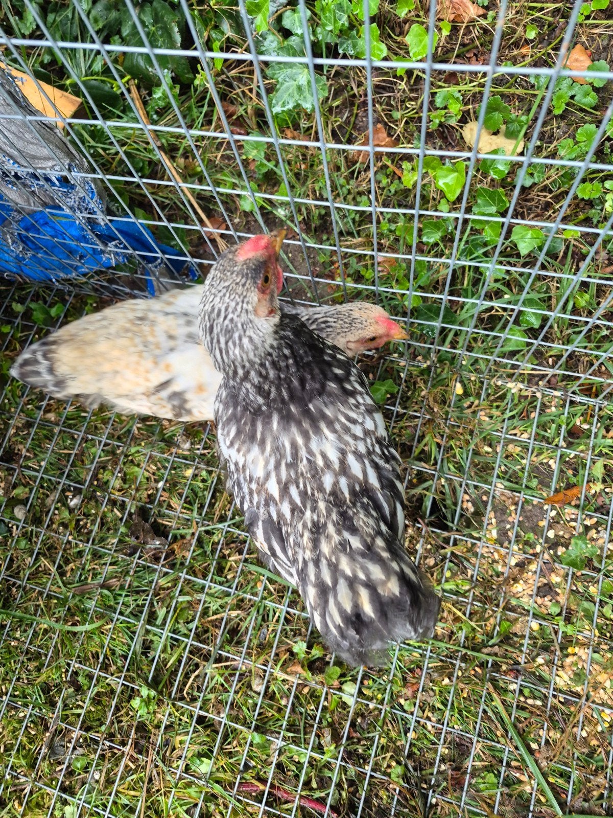 wyandotte hanen., Dieren en Toebehoren, Pluimvee, Mannelijk, Kip