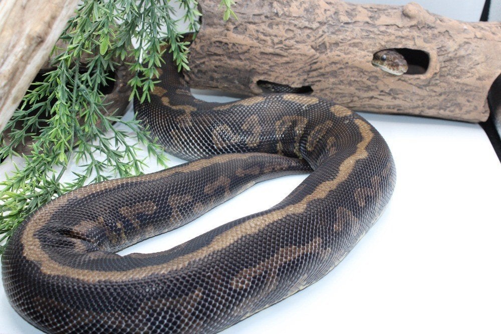 Ball Python/ Regius Python/Confusion cinnamon yb pos special, Dieren en Toebehoren, Slang, 3 tot 6 jaar