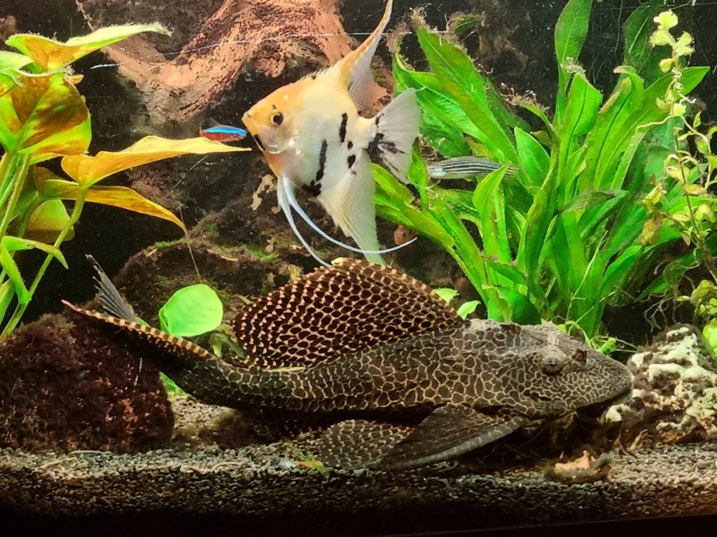 Grote harnasmeerval / Zeilvin Pleco, Dieren en Toebehoren, Vis, Zoetwatervis