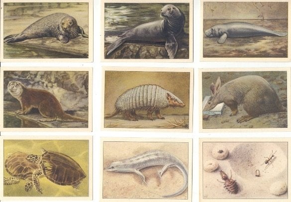 11 nwe Verkade plaatjes plaatjesalbum Dierenleven Artis 1939, Ophalen of Verzenden, Nieuw, Plaatjesalbum