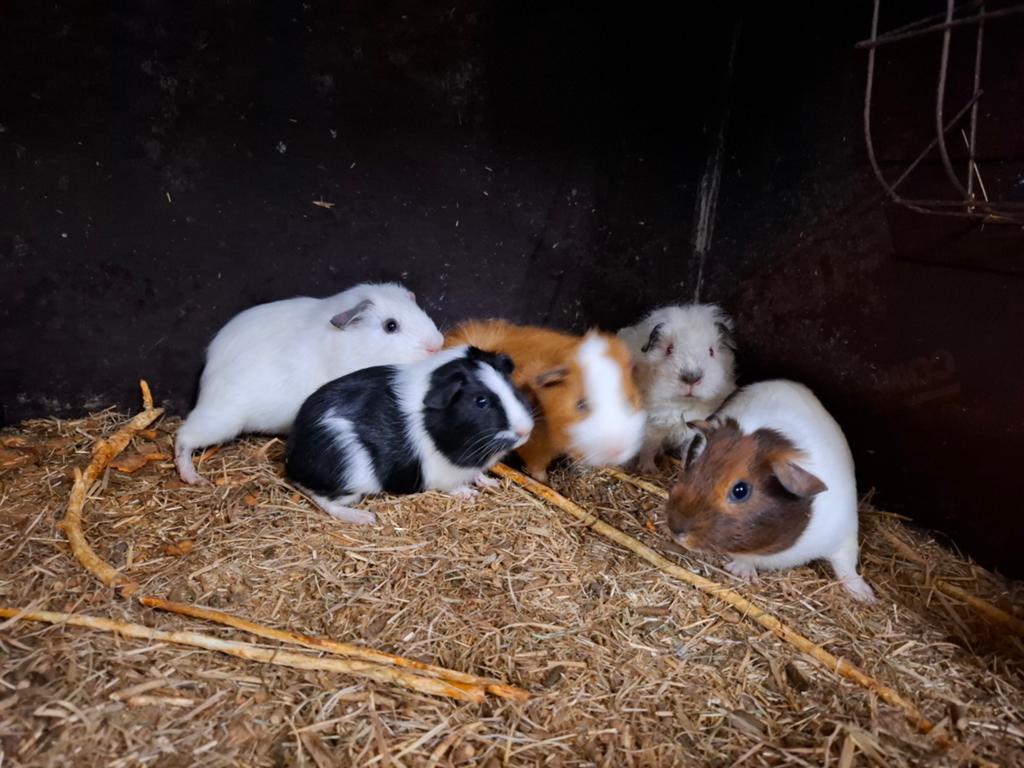 Mooie cavia's in verschillende kleuren en erg tam, Dieren en Toebehoren, Meerdere dieren, Tam, Maart, Cavia