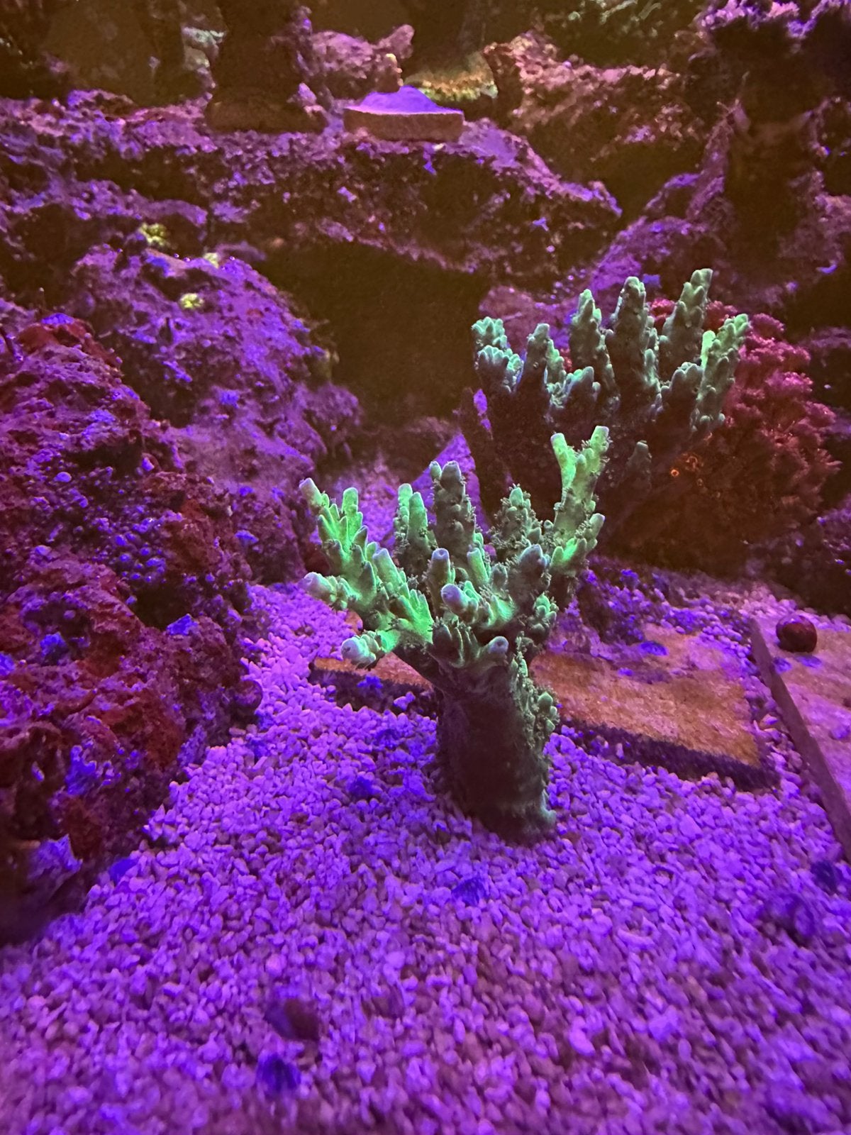 Acropora stekken, Dieren en Toebehoren, Overige typen, Zoutwatervis