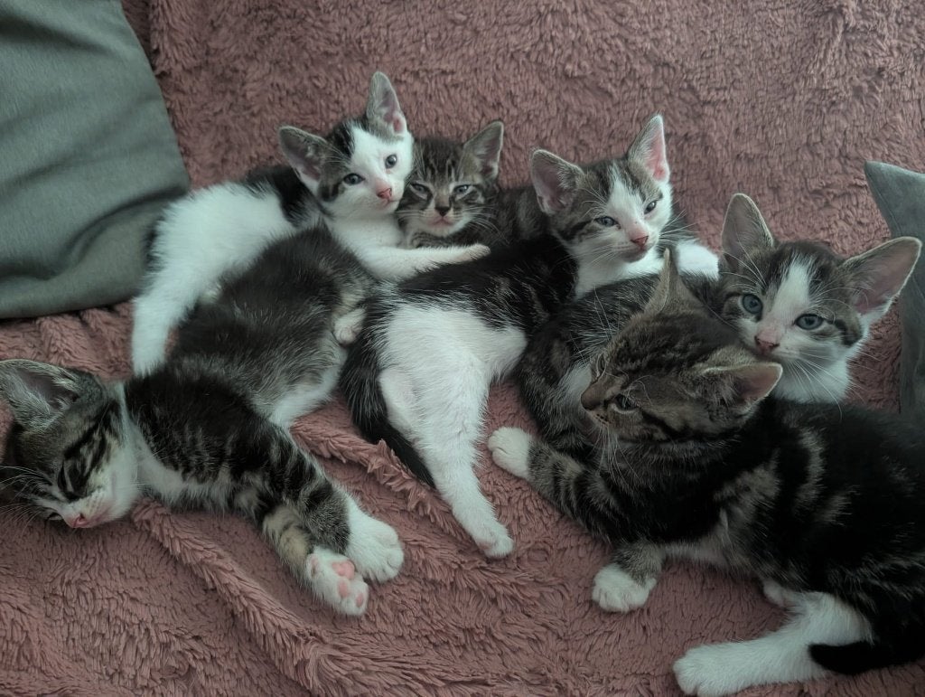 Kittens, Meerdere dieren