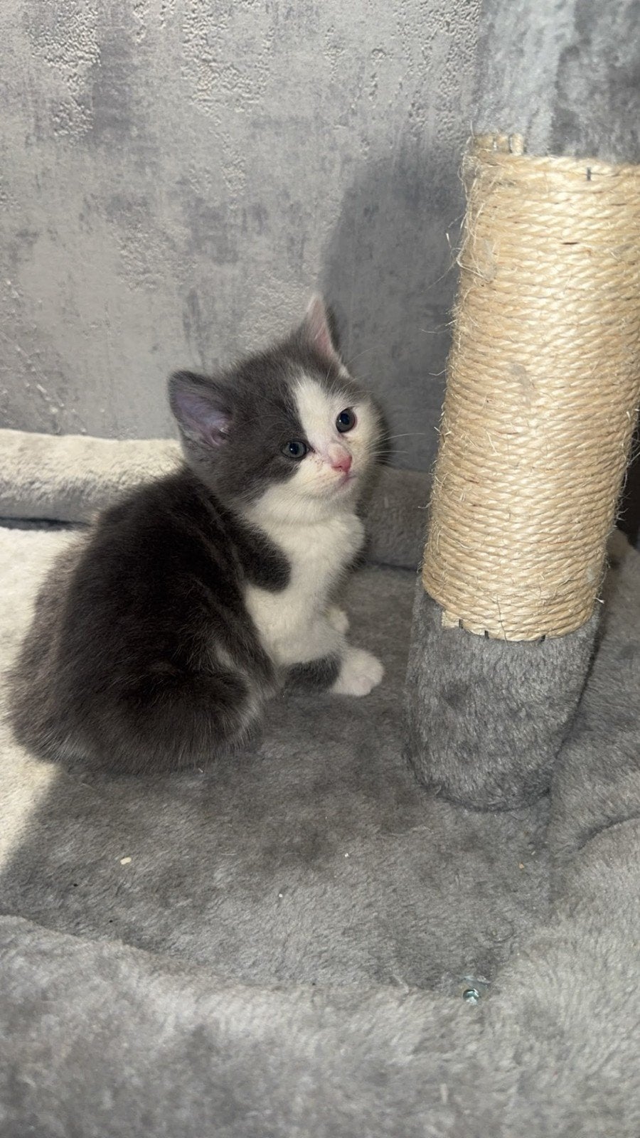 ragdoll x britse korthaar 

Britse Korthaar - 1 poesje en, Meerdere dieren, Ontwormd, 0 tot 2 jaar