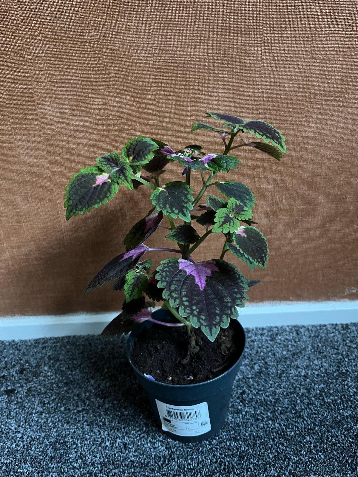 Prachtige Siernetel Stekjes - Kleurrijke Kamerplant, Overige soorten, In pot, Minder dan 100 cm, Groene kamerplant