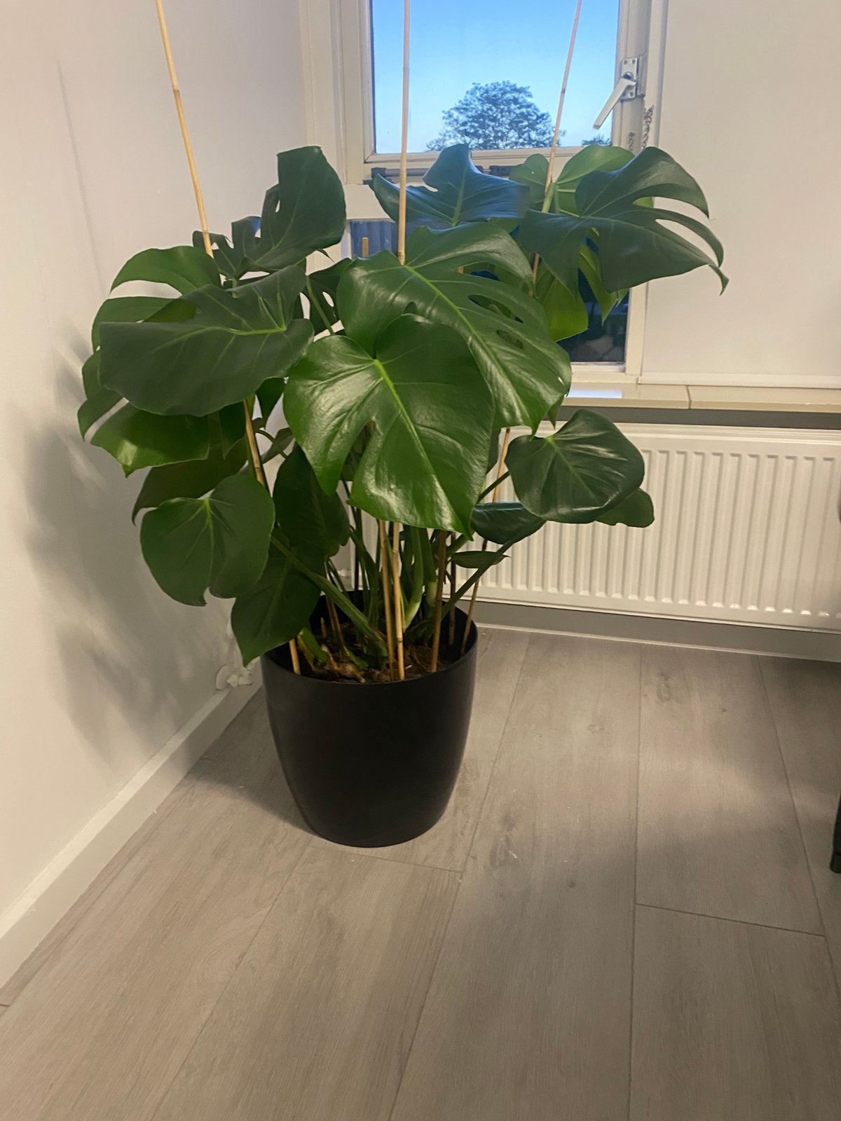 Planten, 100 tot 150 cm, Overige soorten, In pot, Groene kamerplant