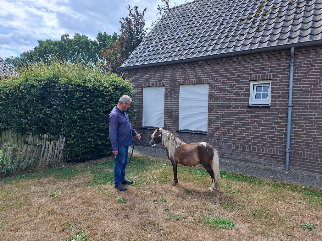 Zeldzaam mooi paardje, Dieren en Toebehoren, Pony's, 0 tot 2 jaar, Hengst, A pony (tot 1.17m), Gechipt