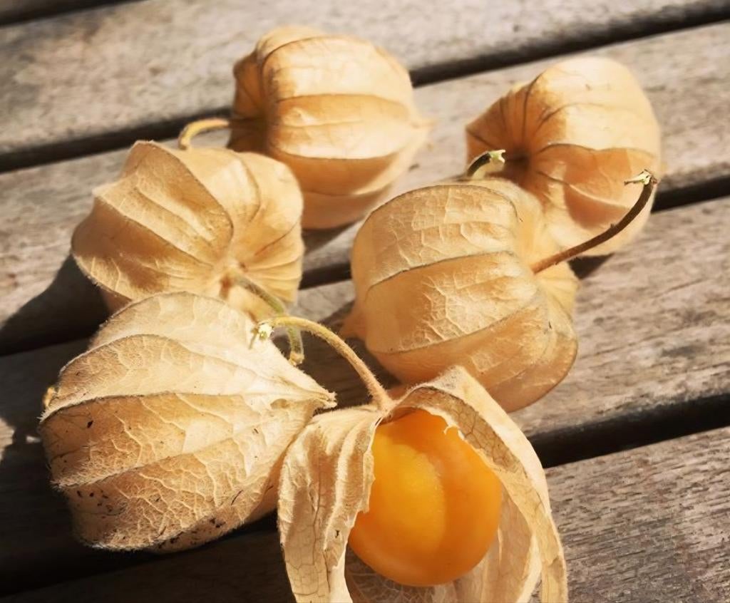 Physalis annanaskers planten, Ophalen, Volle zon