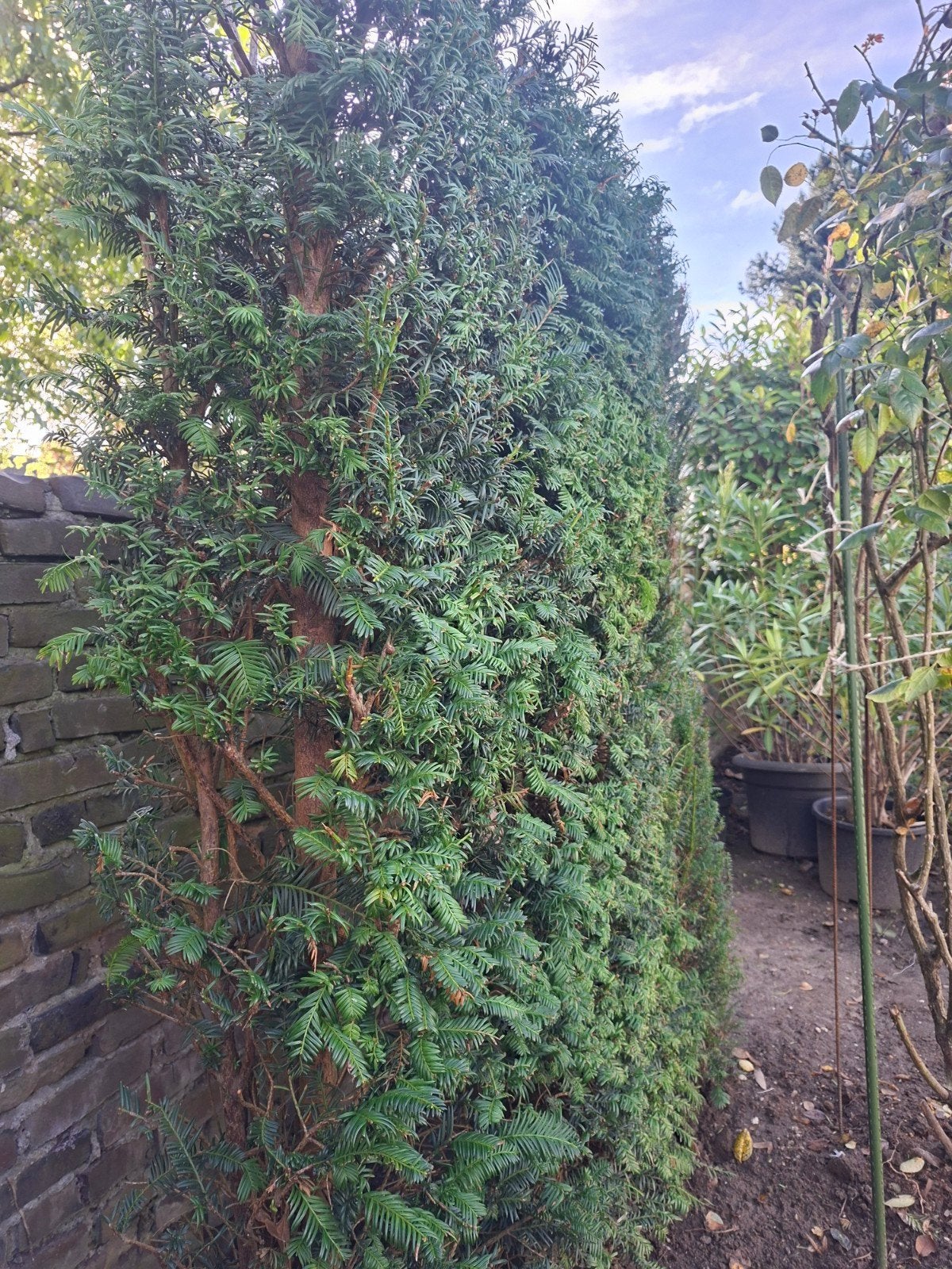 buxus, Tuin en Terras, Ophalen, Buxus, 100 tot 250 cm