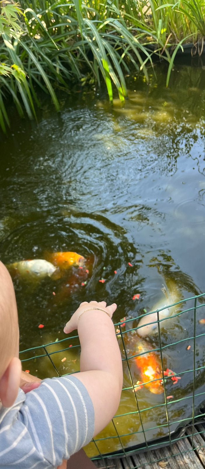 Japanse & gewone koi karpers, Karper of Koi