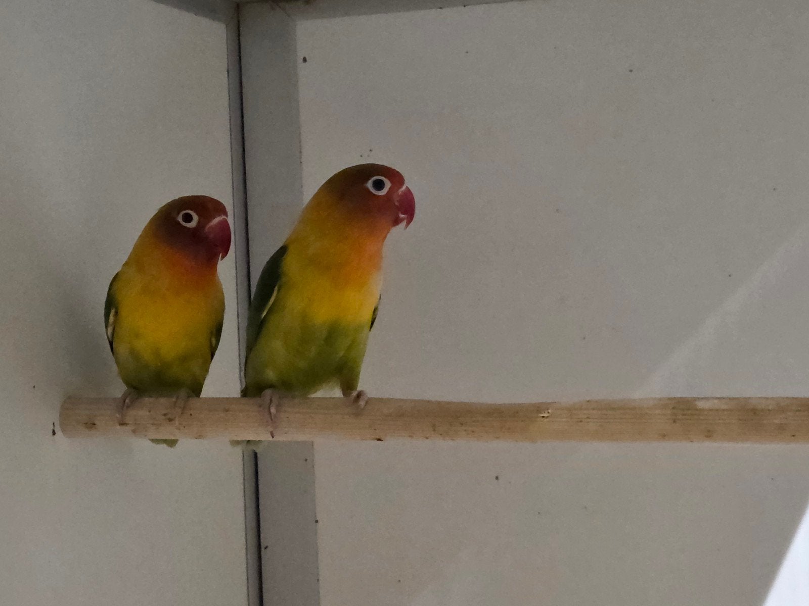 Koppel agapornissen, Meerdere dieren, Dwergpapegaai of Agapornis