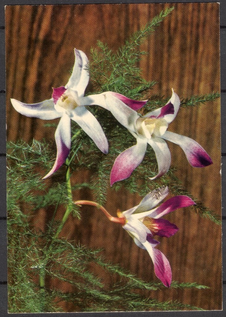 Bloemen, Verzenden, 1960 tot 1980, Ongelopen, Overige thema's